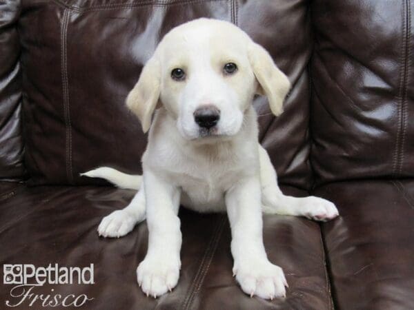 Labranese-DOG-Female-Gold and White-26348-Petland Frisco, Texas