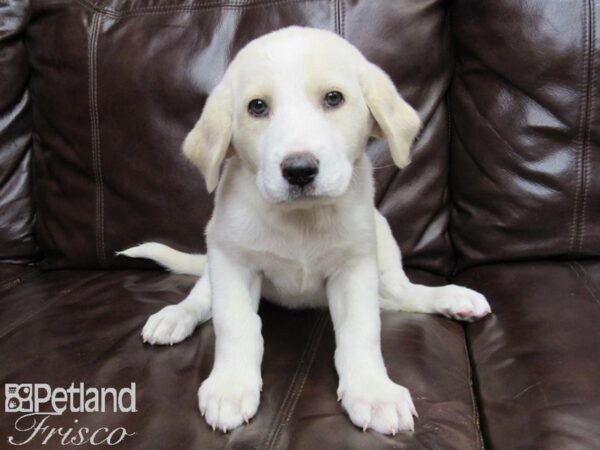 Labranese-DOG-Female-Gold and White-26348-Petland Frisco & Mckinney, Texas