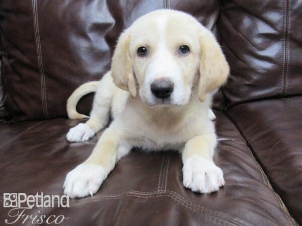 Labranese DOG Male Gold and White 26349 Petland Frisco, Texas