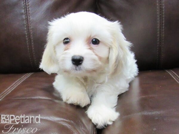 Cavanese-DOG-Male-Blenheim-26320-Petland Frisco, Texas