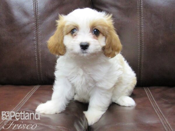 Cavanese-DOG-Female-Blenheim-26321-Petland Frisco, Texas