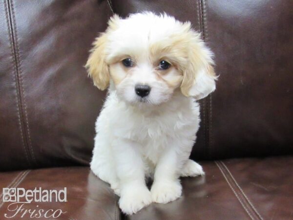 Cavanese-DOG-Female-Blenheim-26322-Petland Frisco, Texas