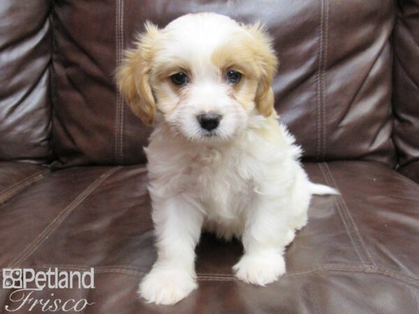 Cavanese-DOG-Female-Blenheim-26323-Petland Frisco, Texas