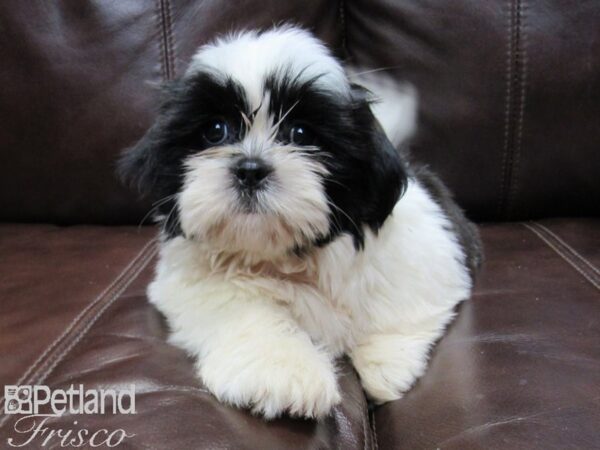 Shih Tzu DOG Male Black and White 26324 Petland Frisco & Mckinney, Texas