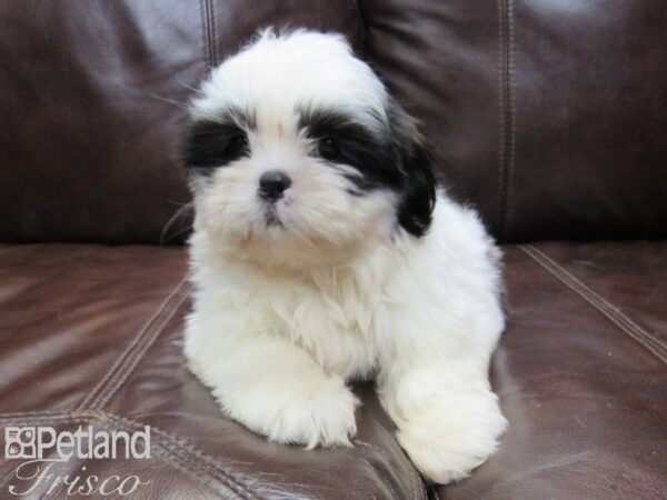 Shih Tzu-DOG-Female-Black and White-26325-Petland Frisco & Mckinney, Texas