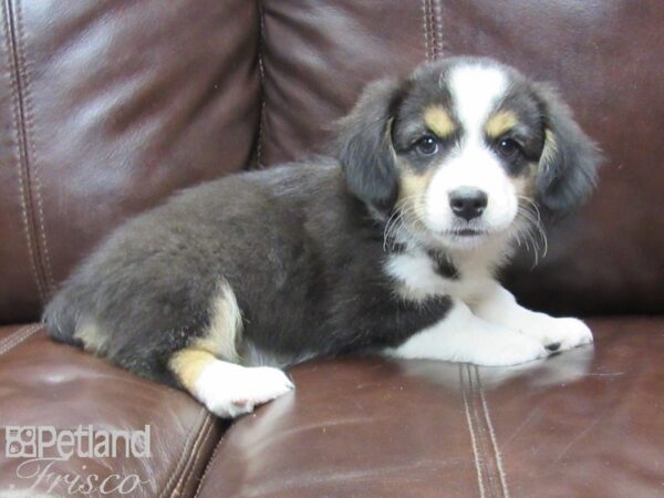 Miniature Australian Shepherd/Pembroke Welsh Corgi-DOG-Female-TRI-26328-Petland Frisco, Texas