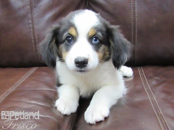 Miniature Australian Shepherd/Pembroke Welsh Corgi DOG Female TRI 26329 Petland Frisco, Texas