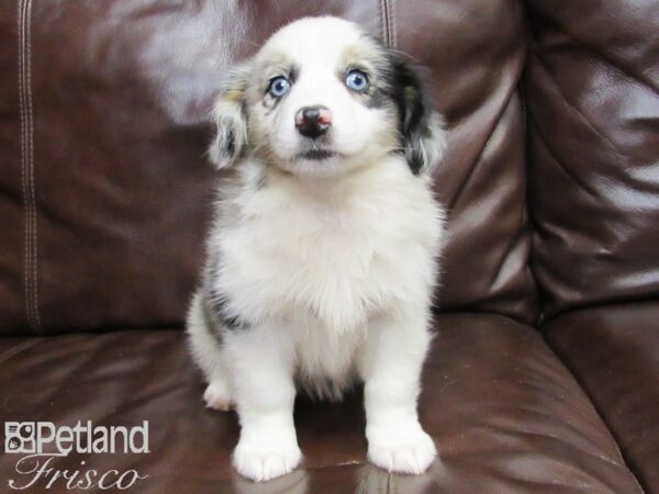 Miniature Australian Shepherd/Pembroke Welsh Corgi-DOG-Female-MERLE-26330-Petland Frisco & Mckinney, Texas