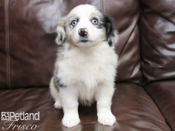 Miniature Australian Shepherd/Pembroke Welsh Corgi-DOG-Female-MERLE-26330-Petland Frisco, Texas