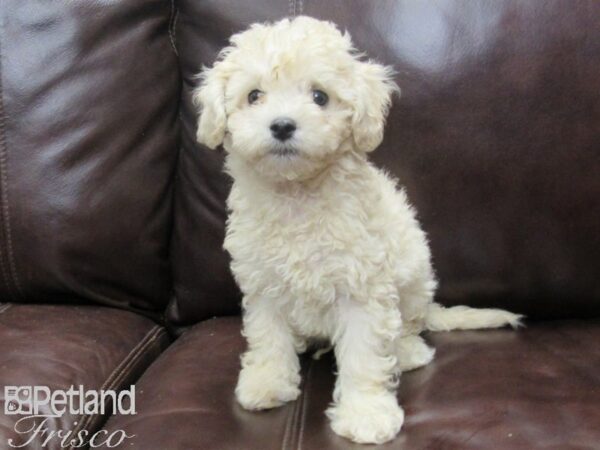 Poochon DOG Male Cream 26331 Petland Frisco, Texas