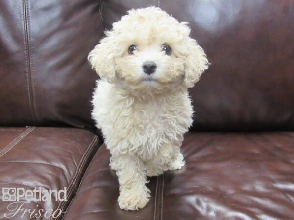Poochon-DOG-Female-Cream-26332-Petland Frisco & Mckinney, Texas
