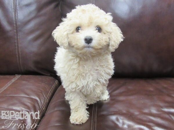 Poochon DOG Female Cream 26332 Petland Frisco, Texas