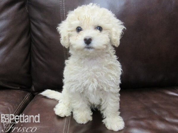 Poochon-DOG-Female-Cream-26333-Petland Frisco & Mckinney, Texas