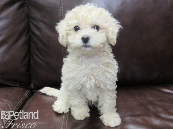 Poochon DOG Female Cream 26333 Petland Frisco, Texas