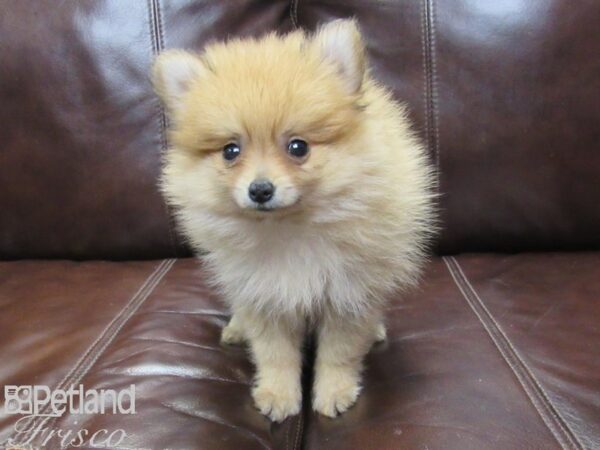 Pomeranian-DOG-Female-Cream-26334-Petland Frisco, Texas