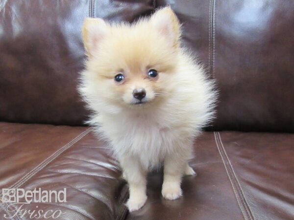 Pomeranian-DOG-Female-Cream-26335-Petland Frisco, Texas