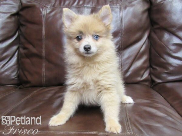 Pomeranian-DOG-Female-Blue Merle-26336-Petland Frisco & Mckinney, Texas