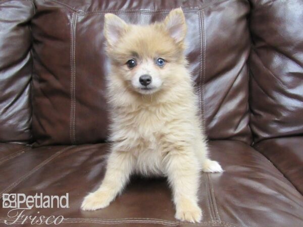 Pomeranian-DOG-Female-Blue Merle-26336-Petland Frisco, Texas