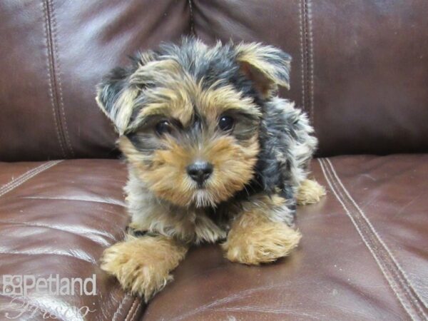 Yorkshire Terrier-DOG-Female-Blue Merle-26338-Petland Frisco, Texas