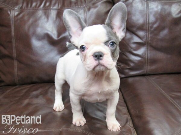 French Bulldog-DOG-Female-Blue and White-26340-Petland Frisco, Texas