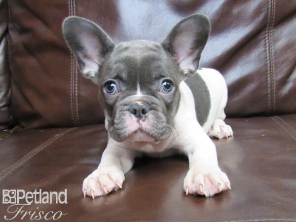 French Bulldog-DOG-Female-Blue and White-26341-Petland Frisco & Mckinney, Texas