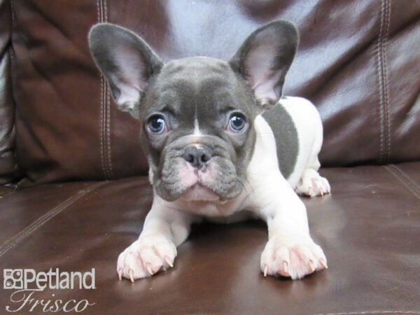 French Bulldog-DOG-Female-Blue and White-26341-Petland Frisco, Texas