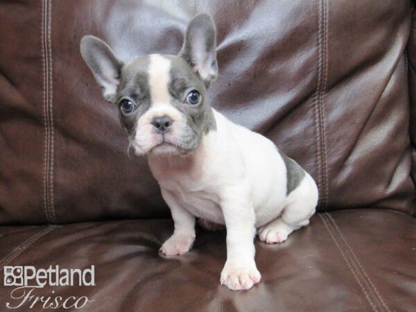 French Bulldog-DOG-Female-Blue and White-26342-Petland Frisco, Texas