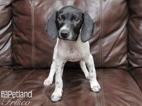 German Shorthair Pointer DOG Female Black and White 26343 Petland Frisco, Texas
