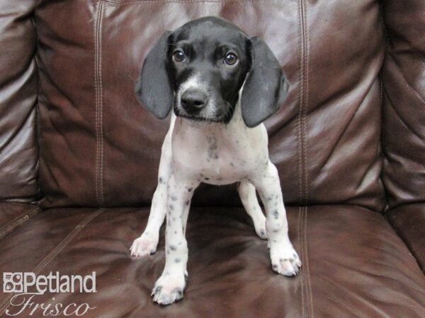 German Shorthair Pointer-DOG-Female-Black and White-26343-Petland Frisco & Mckinney, Texas