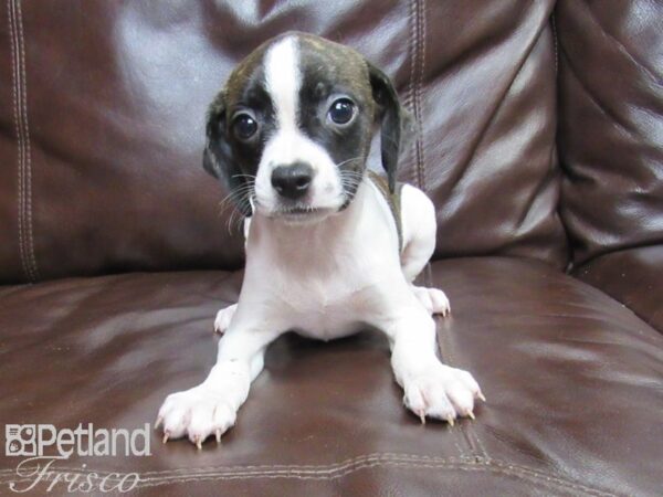 Boggle DOG Female Brindle and White 26346 Petland Frisco, Texas