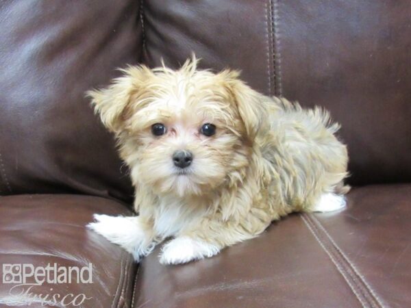 Morkie-DOG-Female-Brown and Black-26345-Petland Frisco, Texas