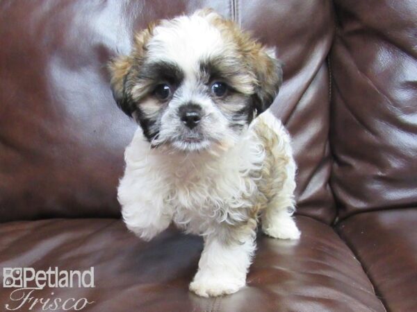 Shih Tzu-DOG-Male-Brown and White-26347-Petland Frisco & Mckinney, Texas