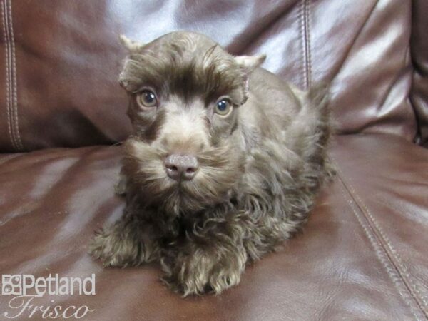 Miniature Schnauzer-DOG-Male-LIVER-26364-Petland Frisco & Mckinney, Texas