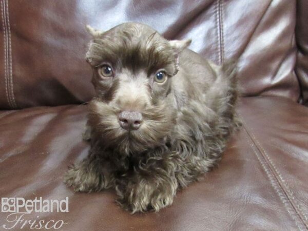 Miniature Schnauzer-DOG-Male-LIVER-26364-Petland Frisco, Texas