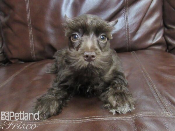 Miniature Schnauzer-DOG-Female-LIVER-26363-Petland Frisco, Texas