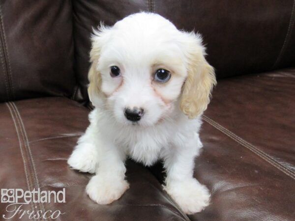 Cava Chon DOG Female BLENHEIM 26362 Petland Frisco, Texas