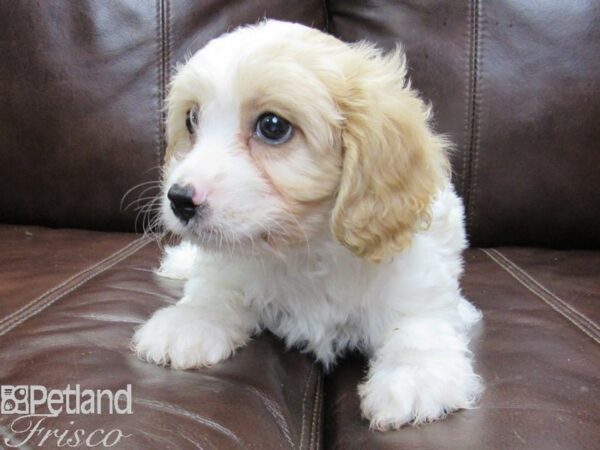 Cava Chon-DOG-Male-BLENHEIM-26361-Petland Frisco & Mckinney, Texas