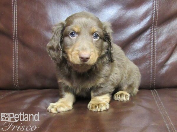 Miniature Dachshund-DOG-Male-CHOC TAN-26359-Petland Frisco & Mckinney, Texas
