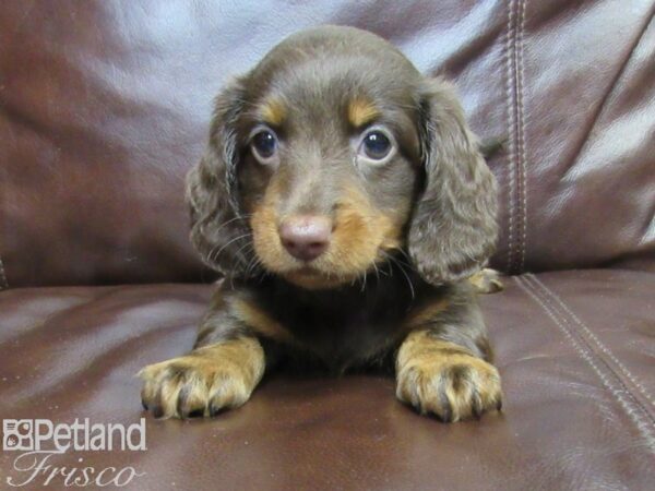 Miniature Dachshund-DOG-Female-CHOC TAN-26358-Petland Frisco & Mckinney, Texas