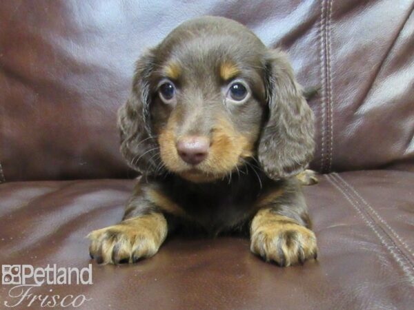 Miniature Dachshund DOG Female CHOC TAN 26358 Petland Frisco, Texas