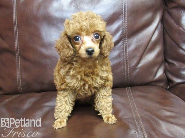 Miniature Poodle DOG Female RED 26360 Petland Frisco, Texas