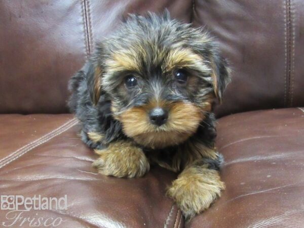 Yorkshire Terrier-DOG-Female-BLK TAN-26356-Petland Frisco, Texas