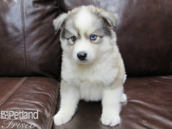 Huskimo DOG Male SILVER WH 26354 Petland Frisco, Texas