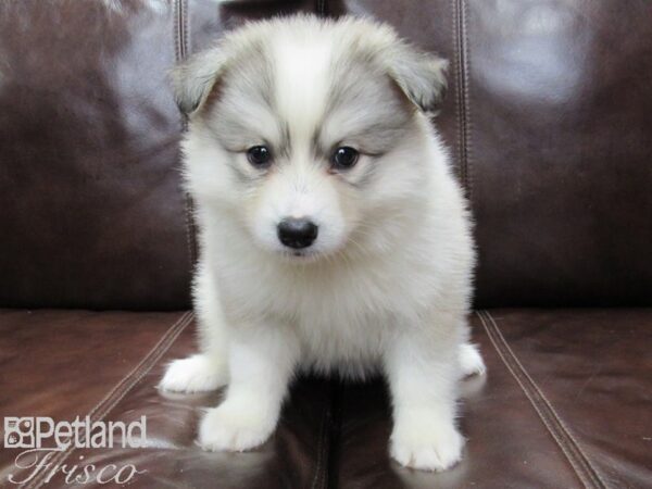 Huskimo-DOG-Female-SILVER WH-26353-Petland Frisco & Mckinney, Texas