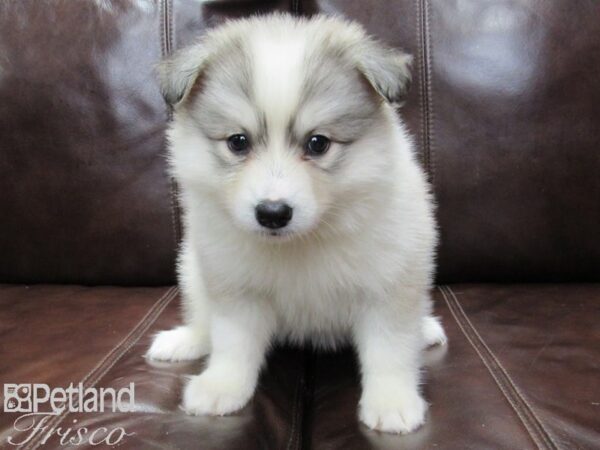 Huskimo DOG Female SILVER WH 26353 Petland Frisco, Texas