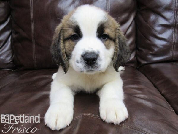 Saint Bernard DOG Female Sable White 26352 Petland Frisco, Texas