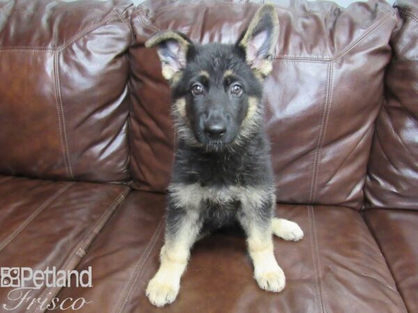 German Shepherd-DOG-Female-Black & Tan-26351-Petland Frisco & Mckinney, Texas