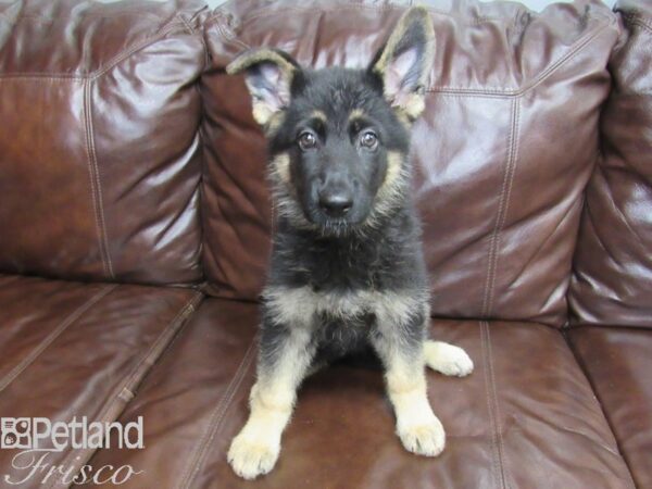 German Shepherd-DOG-Female-Black & Tan-26351-Petland Frisco, Texas