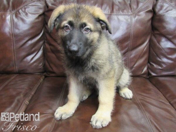German Shepherd-DOG-Male-Black & Tan-26350-Petland Frisco & Mckinney, Texas