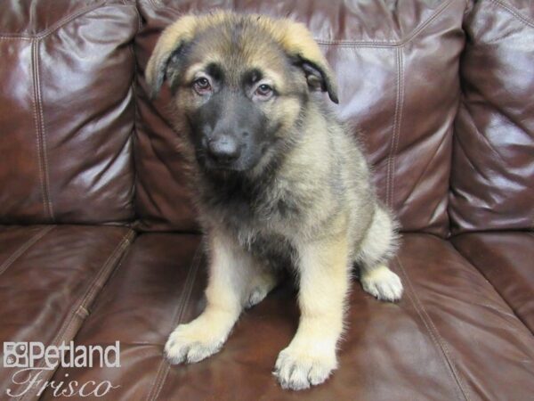 German Shepherd DOG Male Black & Tan 26350 Petland Frisco, Texas